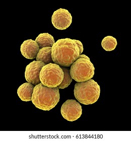 Bacteria Methicillin-resistant Staphylococcus Aureus MRSA, Multidrug Resistant Bacteria, Isolated On Black Background, 3D Illustration