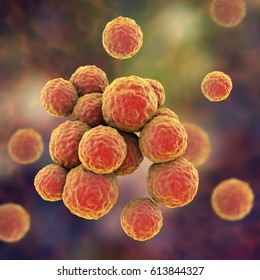 Bacteria Methicillin-resistant Staphylococcus Aureus MRSA, Multidrug Resistant Bacteria, On Surface Of Skin Or Mucous Membrane, 3D Illustration