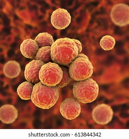 Bacteria Methicillin-resistant Staphylococcus Aureus MRSA, Multidrug Resistant Bacteria, On Surface Of Skin Or Mucous Membrane, 3D Illustration