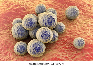 Bacteria Methicillin-resistant Staphylococcus Aureus MRSA, Multidrug Resistant Bacteria, On Surface Of Skin Or Mucous Membrane, 3D Illustration