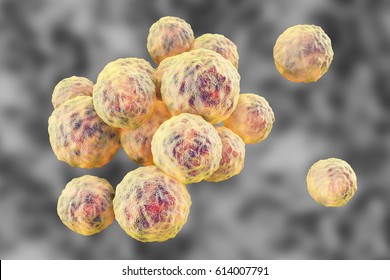 Bacteria Methicillin-resistant Staphylococcus Aureus MRSA, Multidrug Resistant Bacteria, 3D Illustration