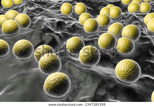 Bacteria\
Micrococcus luteus, 3D illustration. Gram-positive cocci arranged\
in tetrads or irregular clusters, producing yellow pigment and\
colonizing human skin, soil, dust and\
water