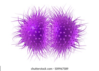 Neisseria gonorrhoeae