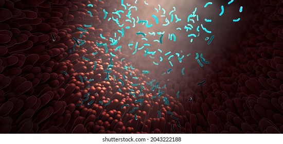 Bacteria as part of the intestinal microbiome in the digestive tract - 3d illustration