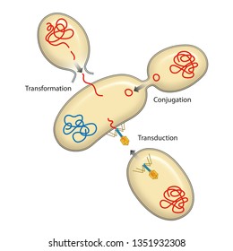 Bacteria Recombination. Bacterial Transformation, Conjugation, Transduction. Genetics