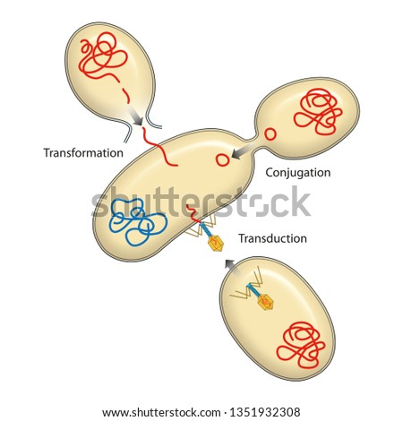 Bacteria recombination. Bacterial transformation, conjugation, transduction. Genetics Stock photo © 