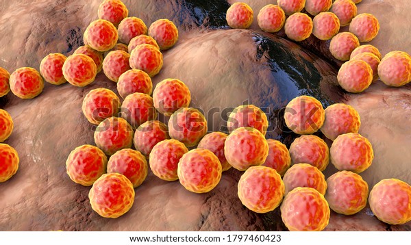 Bacteria Staphylococcus Aureus Staphylococcus Epidermidis Mrsa Stock