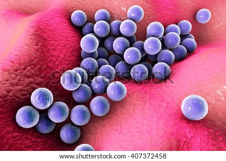 Bacteria Staphylococcus aureus on the surface of skin or mucous membrane, 3D illustration
