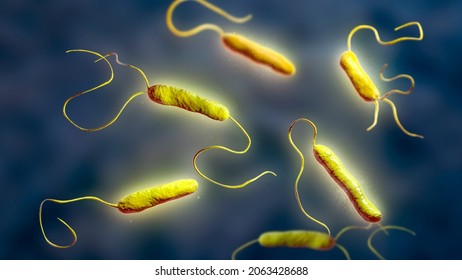 Bacteria Stenotrophomonas Maltophilia, 3D Illustration. Gram-negative Bacilli That Cause Nosocomial Infections, Endocarditis, Wound Infections, Bacteremia And Other