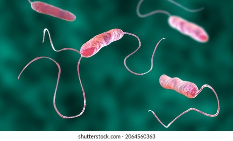 Bacteria Stenotrophomonas Maltophilia, 3D Illustration. Gram-negative Bacilli That Cause Nosocomial Infections, Endocarditis, Wound Infections, Bacteremia And Other