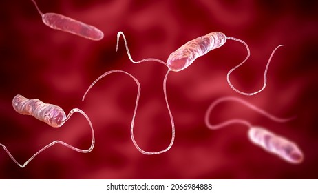 Bacteria Stenotrophomonas Maltophilia, 3D Illustration. Gram-negative Bacilli That Cause Nosocomial Infections, Endocarditis, Wound Infections, Bacteremia And Other