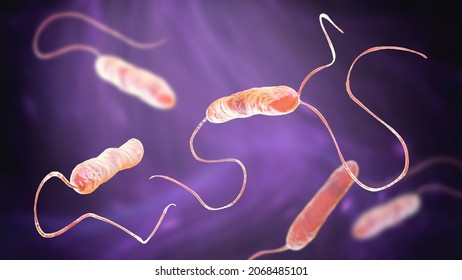 Bacteria Stenotrophomonas Maltophilia, 3D Illustration. Gram-negative Bacilli That Cause Nosocomial Infections, Endocarditis, Wound Infections, Bacteremia And Other