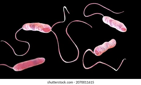 Bacteria Stenotrophomonas Maltophilia, 3D Illustration. Gram-negative Bacilli That Cause Nosocomial Infections, Endocarditis, Wound Infections, Bacteremia And Other