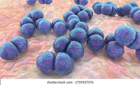 Diplococci Images Stock Photos Vectors Shutterstock