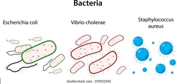 Royalty-free Bacteria Types Presentation #195922349 Stock Vector 