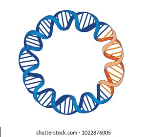 A bacterial plasmid is a small DNA molecule that are commonly used bacterial cloning. The cloning plasmids contain a site for a DNA insert.
