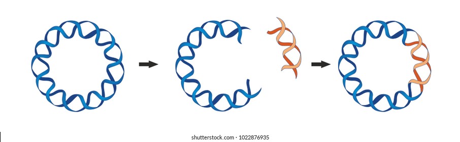 A bacterial plasmid is a small DNA molecule that are commonly used bacterial cloning. The cloning plasmids contain a site for a DNA insert.

