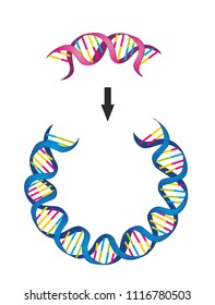 Bacterial Plasmid Small Dna Molecule That Stock Illustration 1116780503 ...