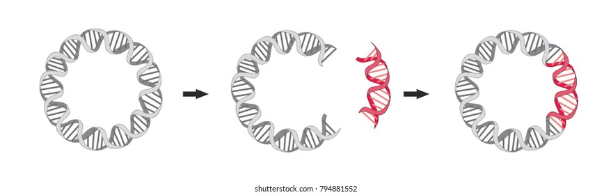 A bacterial plasmid is a small DNA molecule that are commonly used bacterial cloning. The cloning plasmids contain a site for a DNA insert.
