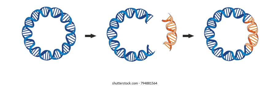 A bacterial plasmid is a small DNA molecule that are commonly used bacterial cloning. The cloning plasmids contain a site for a DNA insert.