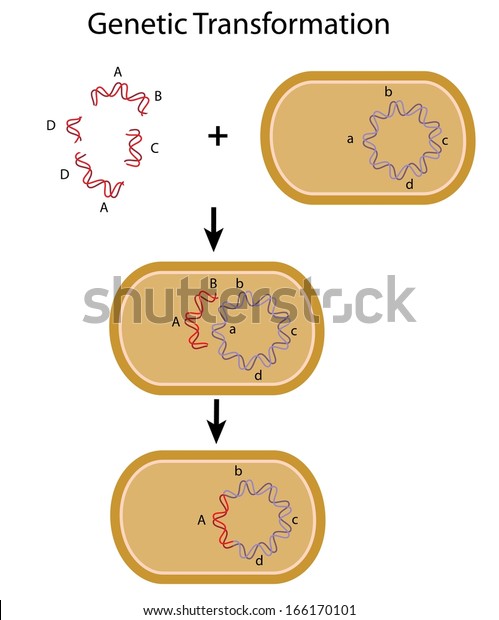 Ilustración de stock sobre Transformación bacteriana. 166170101