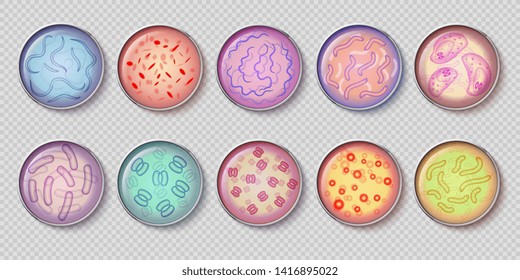 Bacteriology Gram Negative Bacteria Culture And Penicillin Moss In Petri Dish Glassware, Top View. Set Of Bacterium, Microbiology Microbe, Germ Cell, Micro Bacterial Infection Illustration