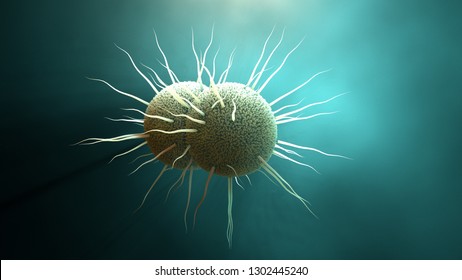 Bacterium Neisseria Gonorrhoeae, Gonorrhea 