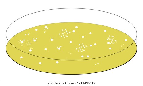 Bacterium In Petri Dish Agar Plate