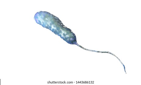 Bacterium Vibrio Vulnificus 3d Illustration Causative 스톡 일러스트 1443686132