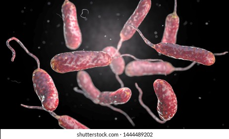 「Bacterium Vibrio Vulnificus 3d Illustration Causative」のイラスト素材 ...