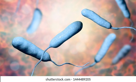 Bacterium Vibrio Vulnificus 3d Illustration Causative Stock ...