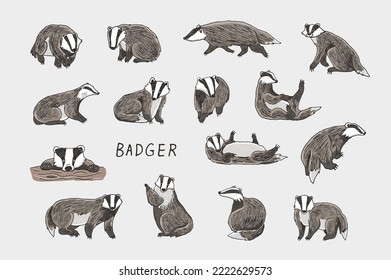 Badger Forest Animal Illustrations Set.