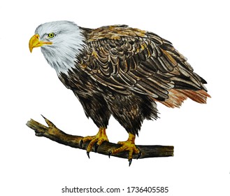 Bald Eagle. American eagle. The white head of an eagle is isolated on a white background. Bird. Watercolor. Illustration.