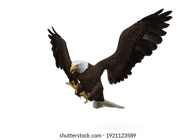 Bald Eagle diving to catch prey.. 3d illustration isolated on white background.
