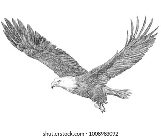 Bald eagle flying hand draw sketch black line on white background illustration.