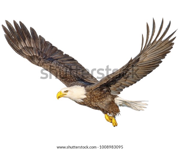 白い背景にはげた鷲の飛ぶ手描きとペイントカラーイラスト のイラスト素材