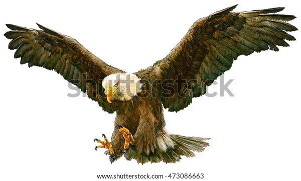 Bald Eagle Flying Hand Draw Paint The Arts Animals