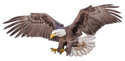 Bald Eagle Flying Swoop Hand Draw And Paint Color On White Background Illustration.