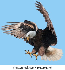 Bald Eagle Landing Swoop Attack Hand Draw And Paint On Blue Sky Background Illustration.