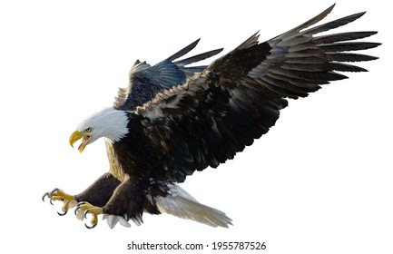 Bald Eagle Landing Swoop Attack Hand Draw And Paint On White Background Illustration.