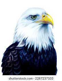 Bald eagle portrait realistic drawing  American bird close  up white background  Country symbol  The illustration is hand  drawn and colored pencils  Predator profile 
