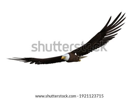Bald Eagle soaring with wings spread. 3d illustration isolated on white background.