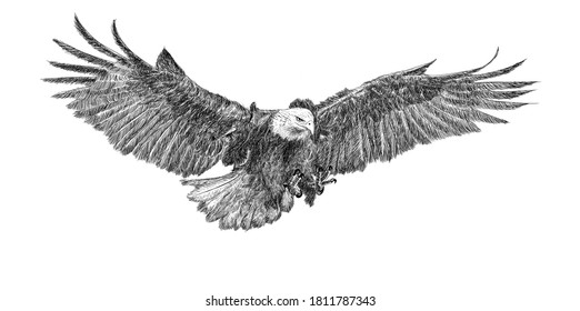 Bald eagle swoop attack hand draw doodle sketch monochrome on white background illustration.