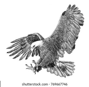 Bald Eagle Swoop Attack Hand Draw Sketch Black Line On White Background Illustration.