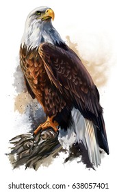 bald eagle watercolor painting