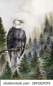 Bald eagle watrecolor illustration. Hand drawn America predator bird on the tree branch in the mountain forest. American bald eagle bird on the foggy landscape background