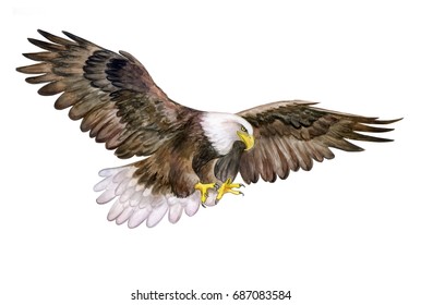 Bald Eagle. White head Eagle isolated on white background. White-tailed eagle. Watercolor. Illustration. Bird. Picture. Image