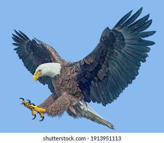 Bald eagle winged flying swoop attack hand draw and paint on blue sky background illustration.
