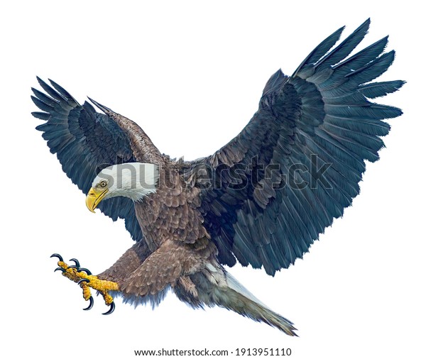 feminin Bevæger sig ikke Skab Bald Eagle Winged Flying Swoop Attack Stock-illustration 1913951110
