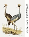 Balearica regulorum: grey crowned crane (1777-1786) painting in high resolution by Robert Jacob Gordon. Vintage crane bird art drawing, art print, old illustration, crane bird painting.